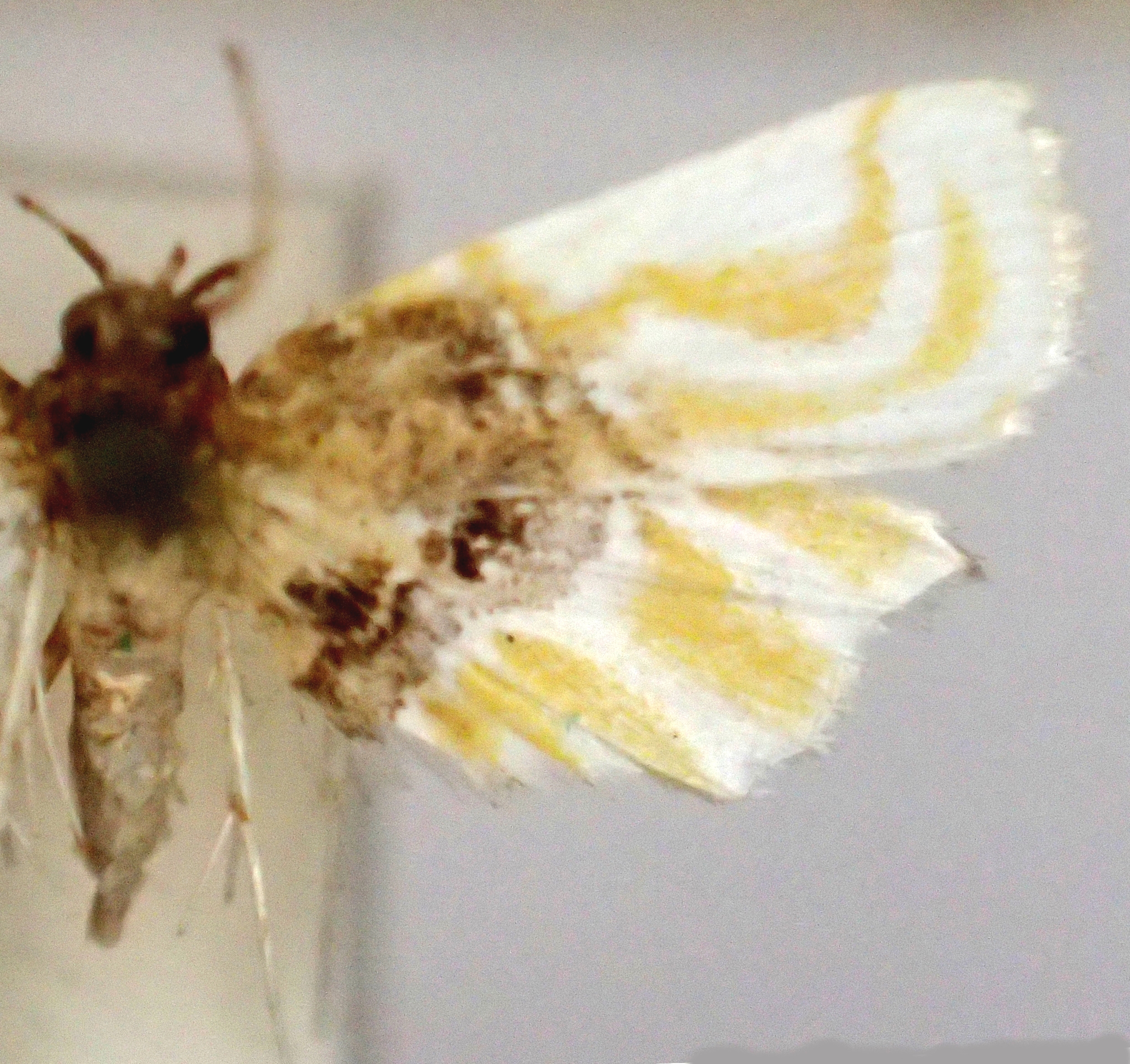 Musotima endophthalma Meyrick
